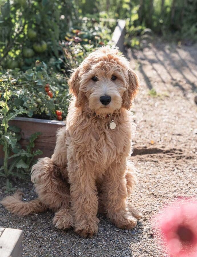 De første vaklende skridt